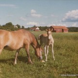 Fredelig heste-idyll på Lunde