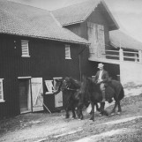 Arne Bø med hestene på Hauger