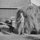 Høyet skal i hus på Hasleødegård