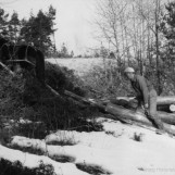 Tømmeret skal ut av skogen