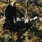 Første av fem elger