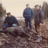 Elgkviga endte sine dager ved Brennemyra