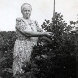 Hagebærene sikres