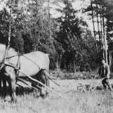 Pløying med to hester på Skaulund