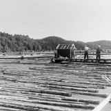 Sortering av tømmer 1955.