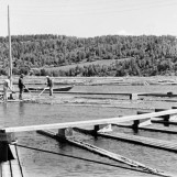 Sortering av tømmer 1955.