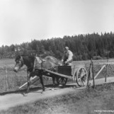 Simen Strømnes med hest og kjerre