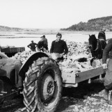 Arbeidet med steinmur 1953.