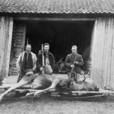 Velvoksne elgokser gikk i bakken