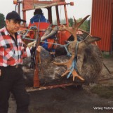 Elgoksen og hans banemann