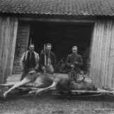 Velvoksne elgokser gikk i bakken