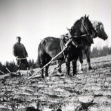 Pløyde med et-skjærs plog