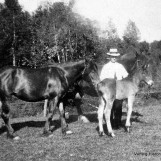 Hestene på Berget